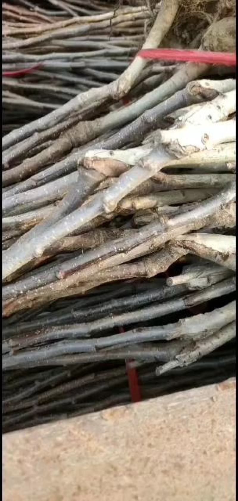 出售山楂树苗，规格多样，规格齐全，物流快递方便