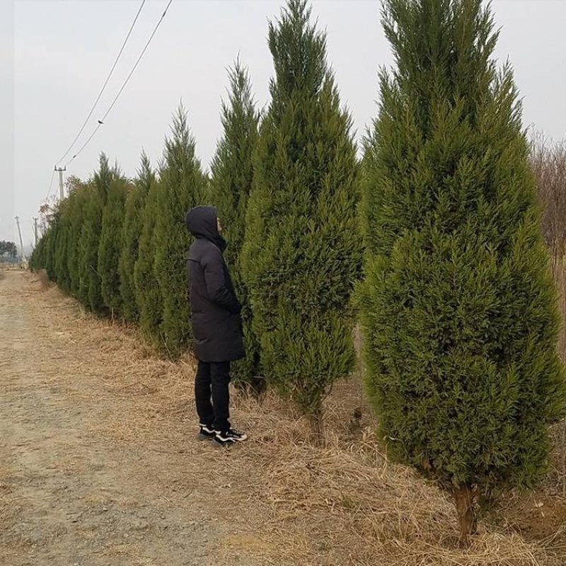 塔柏苗松柏苗蜀桧苗