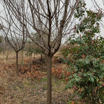 12公分樱花大量出售