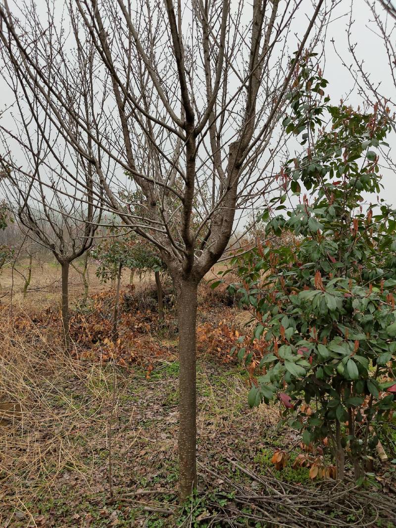 12公分樱花大量出售