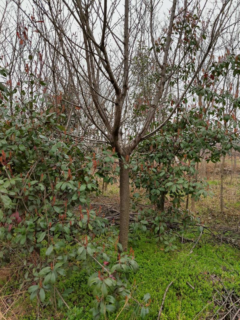 12公分樱花大量出售