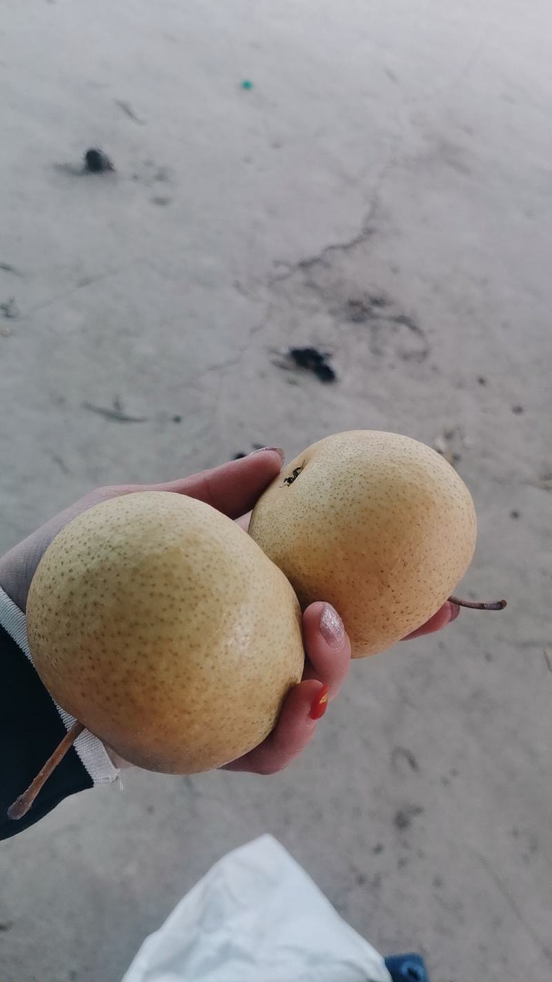 花盖梨个大皮薄脆甜爽口