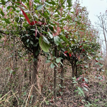 大量石楠出售…………