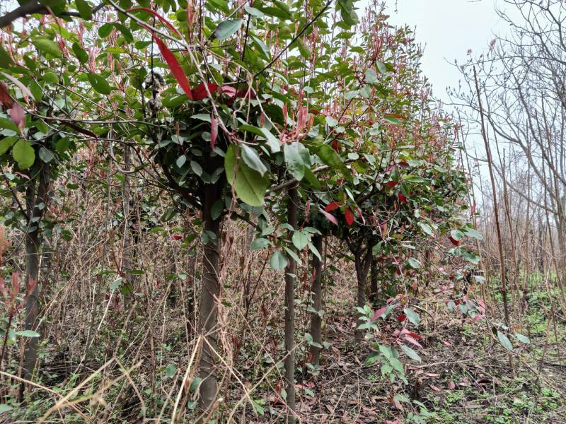 大量石楠出售…………