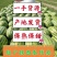新疆西瓜皮毛亮、糖度高耐运输地头价欢迎咨询