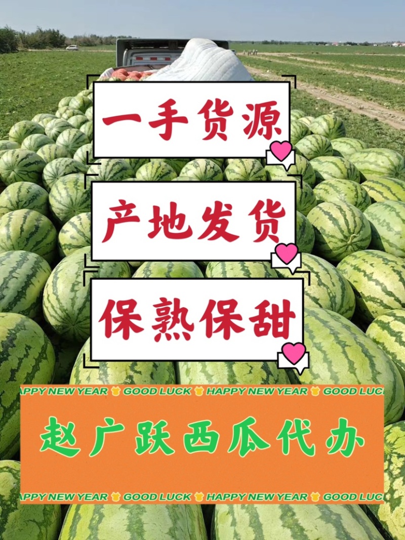 新疆西瓜皮毛亮、糖度高耐运输地头价欢迎咨询