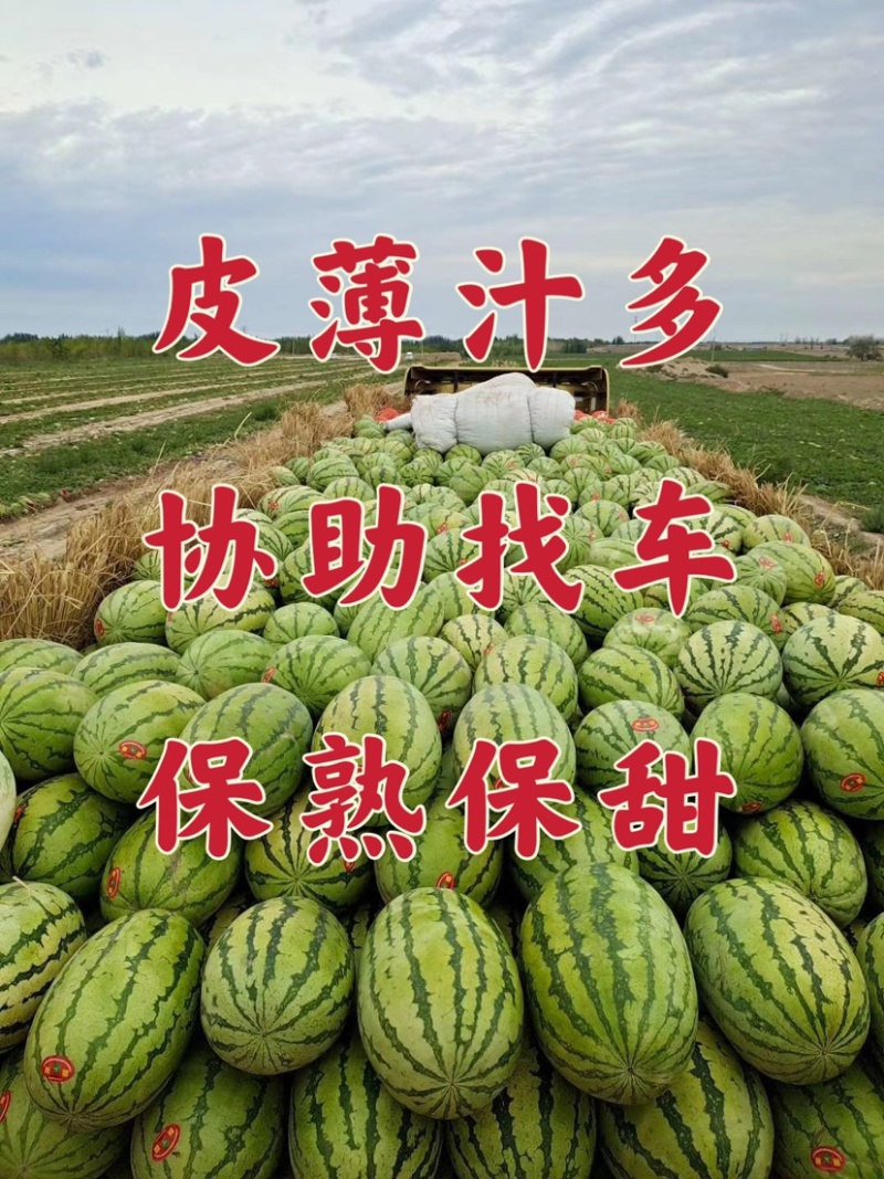 新疆西瓜皮毛亮、糖度高耐运输地头价欢迎咨询