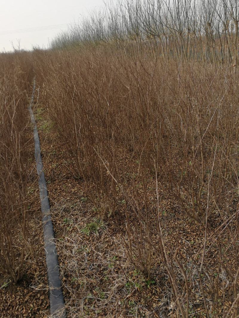 丛生紫微百日红基地现挖现发现货供应提供技术指导