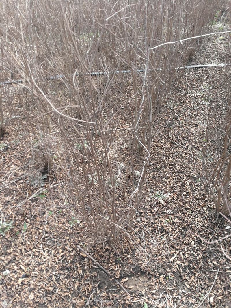 丛生紫微百日红基地现挖现发现货供应提供技术指导