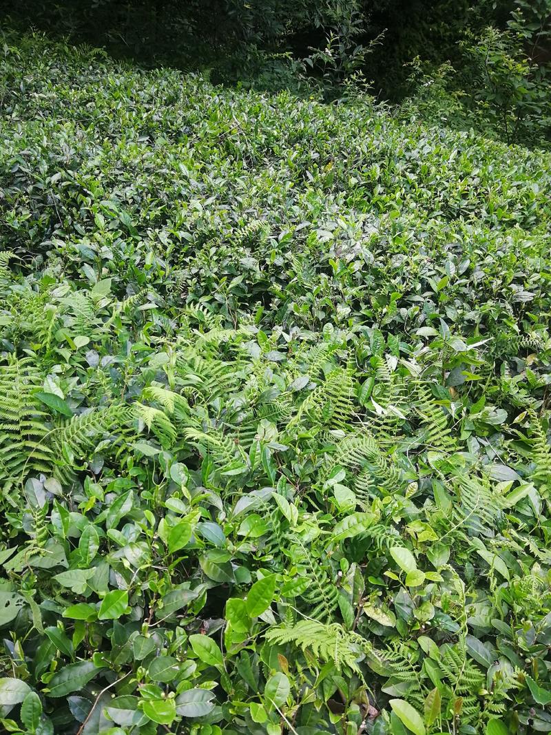 毛尖茶鄂西北高山生态绿茶，限量预订