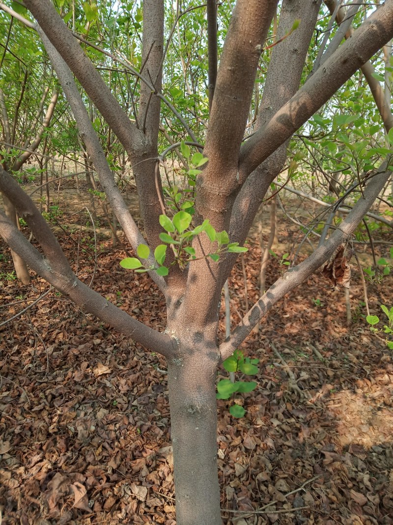 黄栌主产地4公分易成活无病虫害