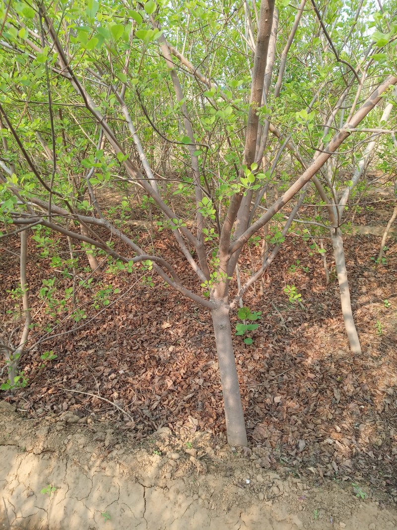 黄栌主产地4公分易成活无病虫害