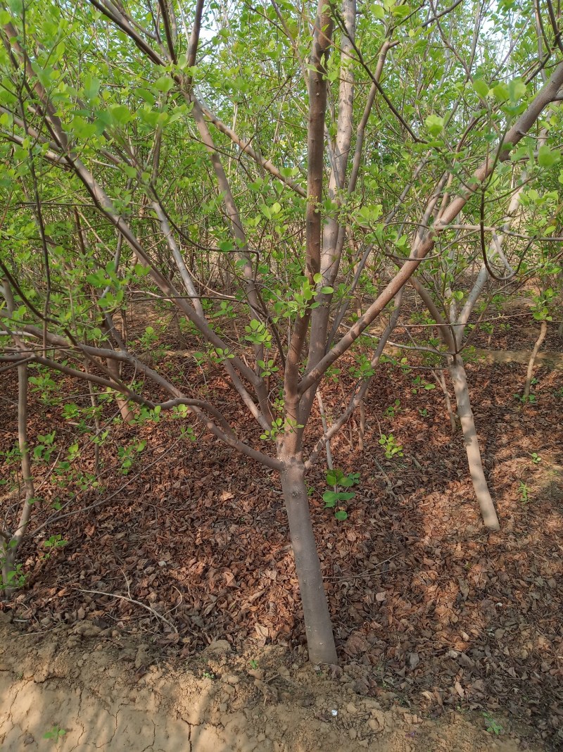 黄栌主产地4公分易成活无病虫害