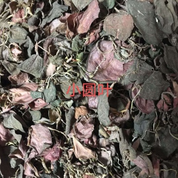 包邮野生金线莲干货正品2021新货全水洗500克一斤起发