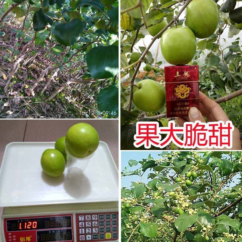 台湾大青枣果树苗南方种植嫁接苗庭院四季盆栽地栽水果苗当年