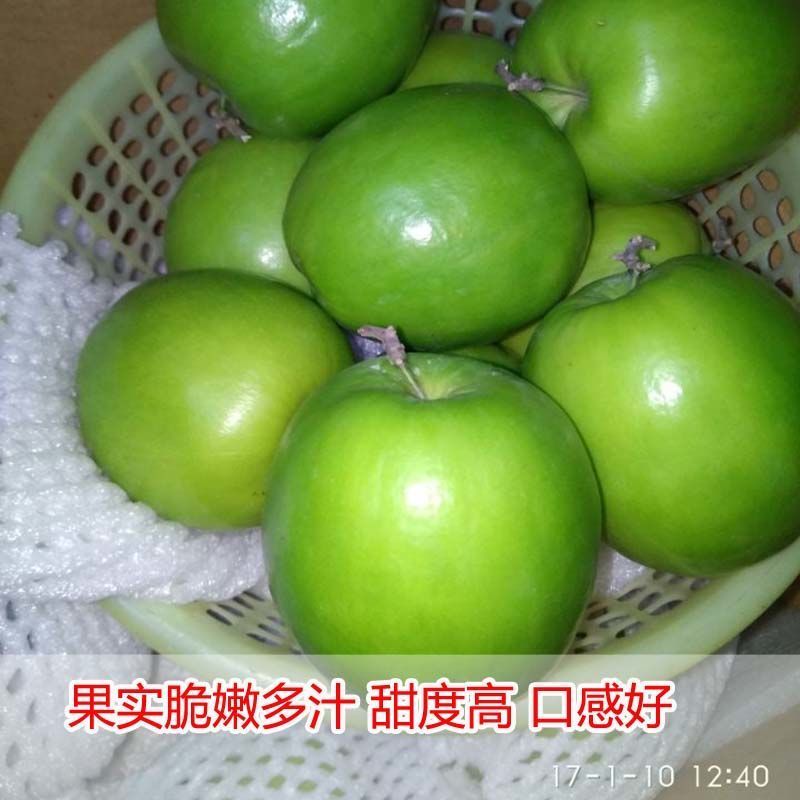 台湾大青枣果树苗南方种植嫁接苗庭院四季盆栽地栽水果苗当年