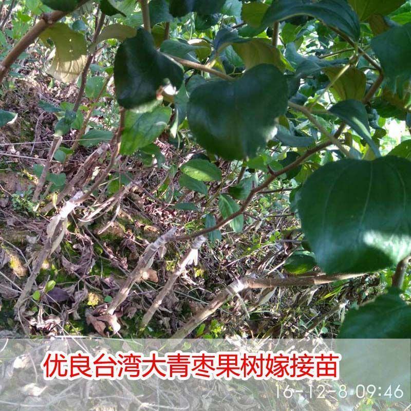 台湾大青枣果树苗南方种植嫁接苗庭院四季盆栽地栽水果苗当年