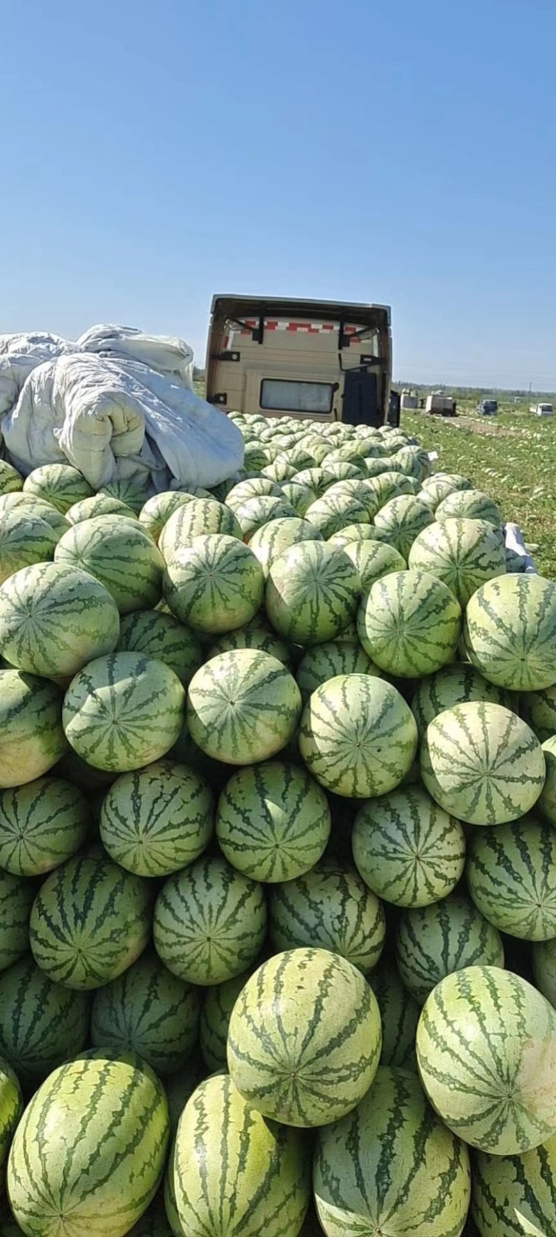 【金城5号西瓜】新疆产地西瓜低价皮薄多汁耐运输保熟保甜