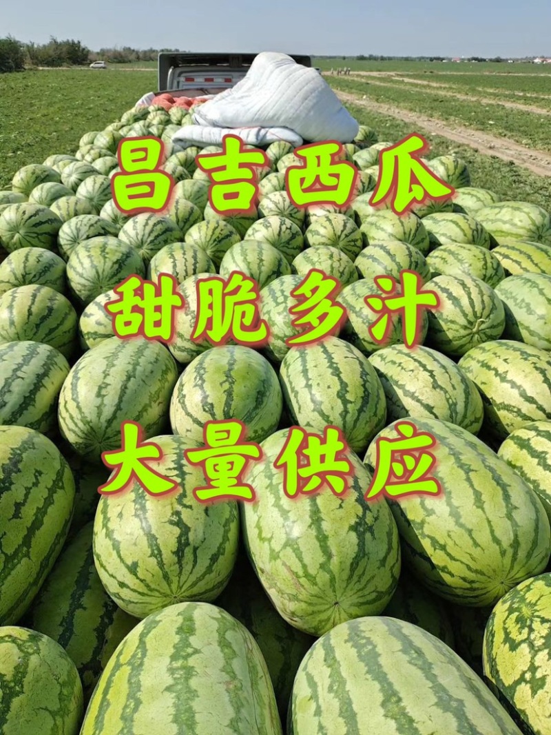 【金城5号西瓜】新疆产地西瓜低价皮薄多汁耐运输保熟保甜