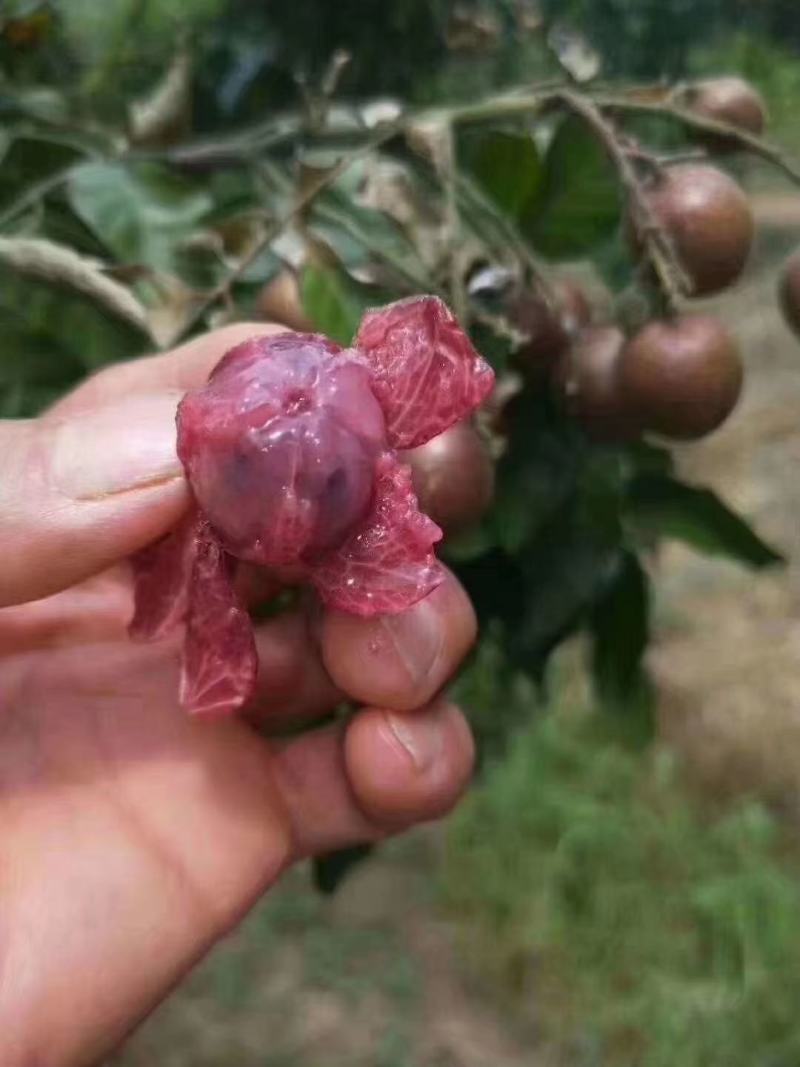鸡心黄皮苗紫肉黄皮苗无核黄皮贵妃黄皮香蜜黑黄皮