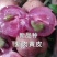 鸡心黄皮苗紫肉黄皮苗无核黄皮贵妃黄皮香蜜黑黄皮