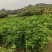 鸡心黄皮苗紫肉黄皮苗无核黄皮贵妃黄皮香蜜黑黄皮