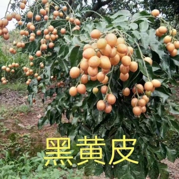 鸡心黄皮苗紫肉黄皮苗无核黄皮贵妃黄皮香蜜黑黄皮