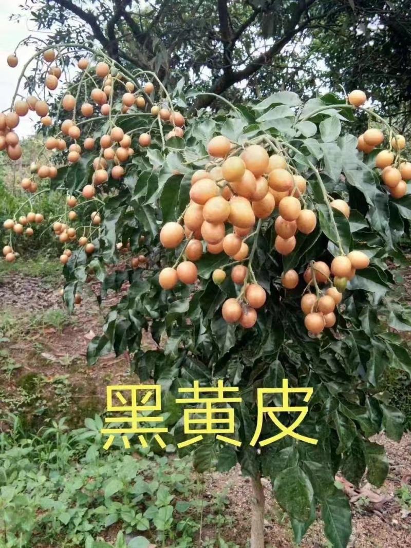 鸡心黄皮苗紫肉黄皮苗无核黄皮贵妃黄皮香蜜黑黄皮