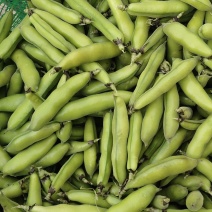 新鲜蚕豆(胡豆)己大量上市