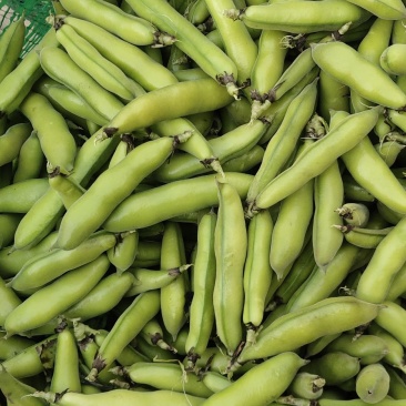 新鲜蚕豆(胡豆)己大量上市