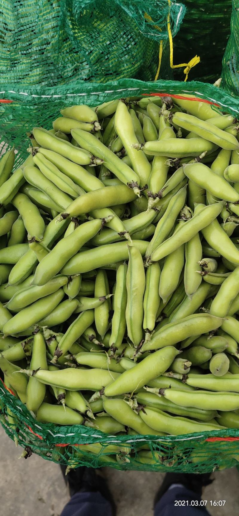 新鲜蚕豆(胡豆)己大量上市