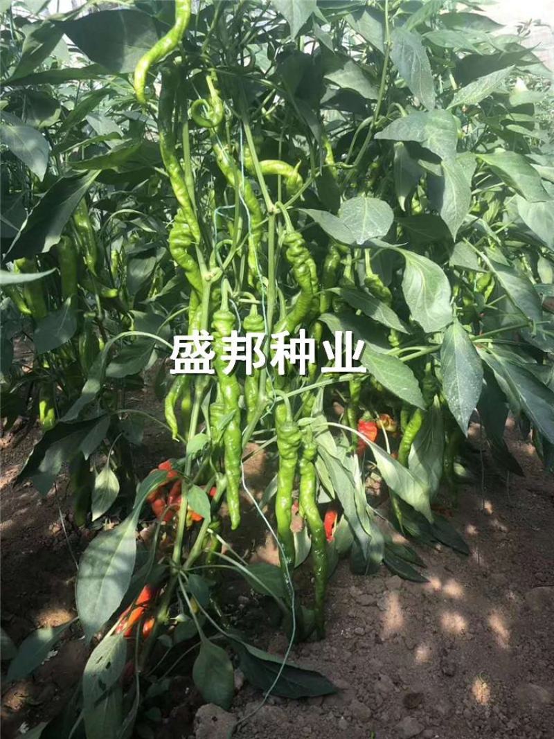 螺丝椒线椒苗黄线椒苗黑线椒苗