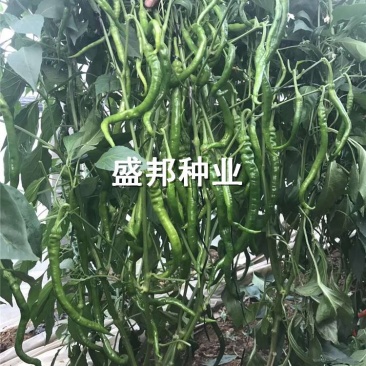 螺丝椒线椒苗黄线椒苗黑线椒苗