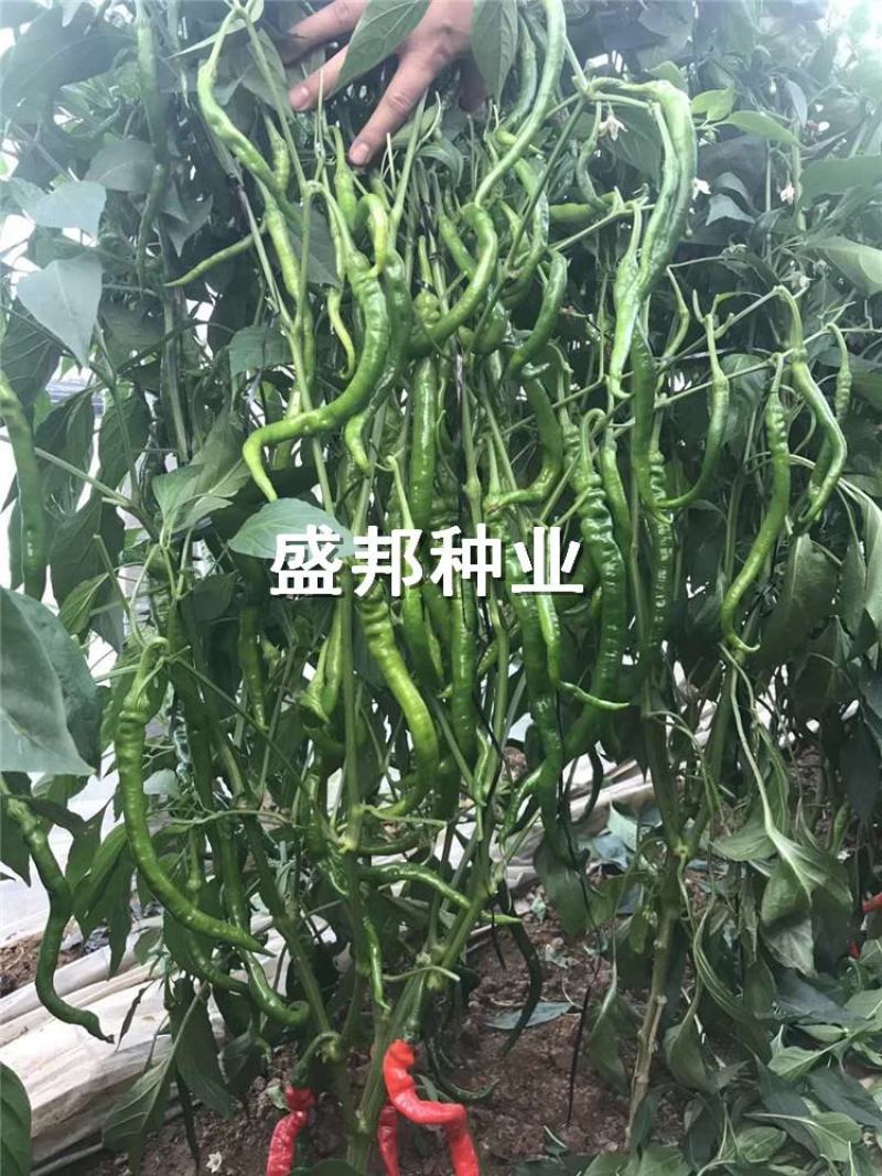 螺丝椒线椒苗黄线椒苗黑线椒苗