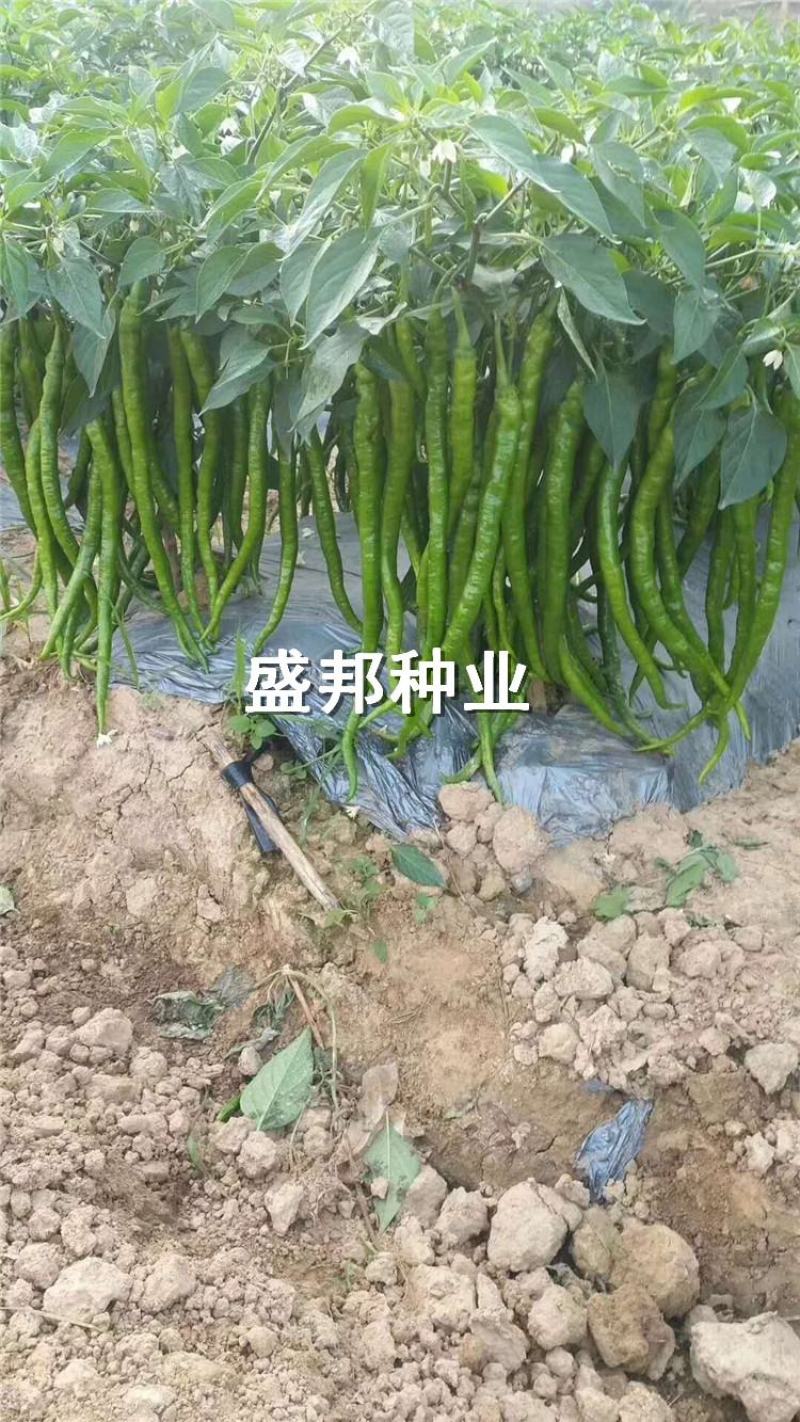 螺丝椒线椒苗黄线椒苗黑线椒苗