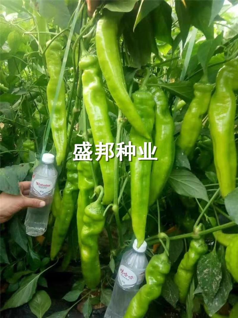 纽内姆圣保罗辣椒苗黄绿皮尖椒苗