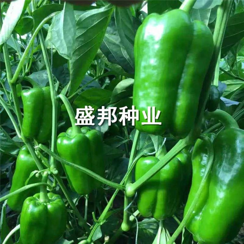 彩椒苗红彩椒黄彩椒方椒太空椒苗