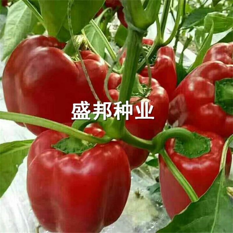 彩椒苗红彩椒黄彩椒方椒太空椒苗
