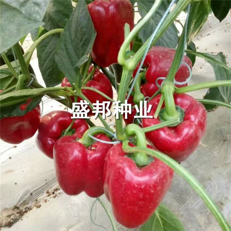 彩椒苗红彩椒黄彩椒方椒太空椒苗
