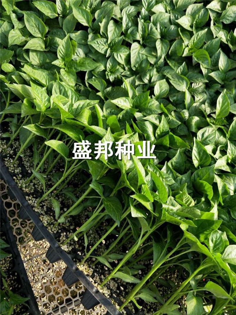 彩椒苗红彩椒黄彩椒方椒太空椒苗