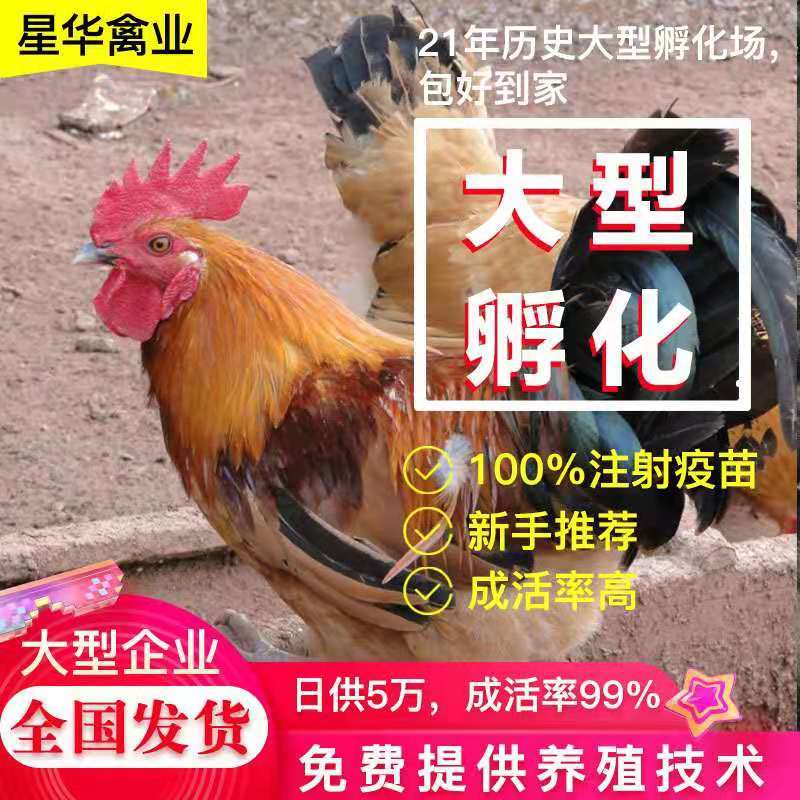麻鸡苗！出壳苗，脱温苗