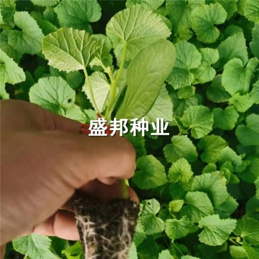 绿宝石甜瓜嫁接苗直根绿宝甜瓜苗