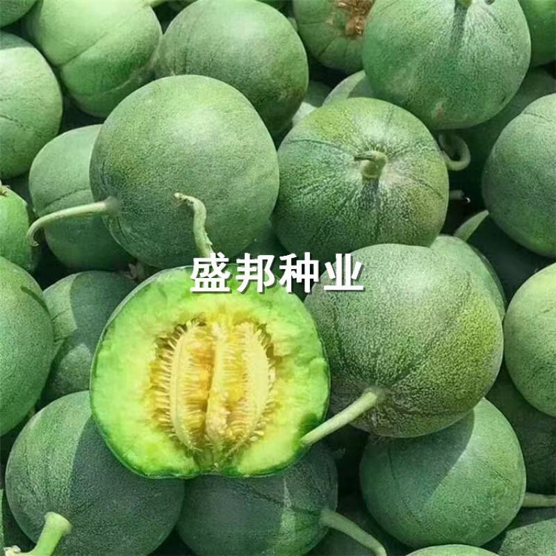 绿宝石甜瓜嫁接苗直根绿宝甜瓜苗
