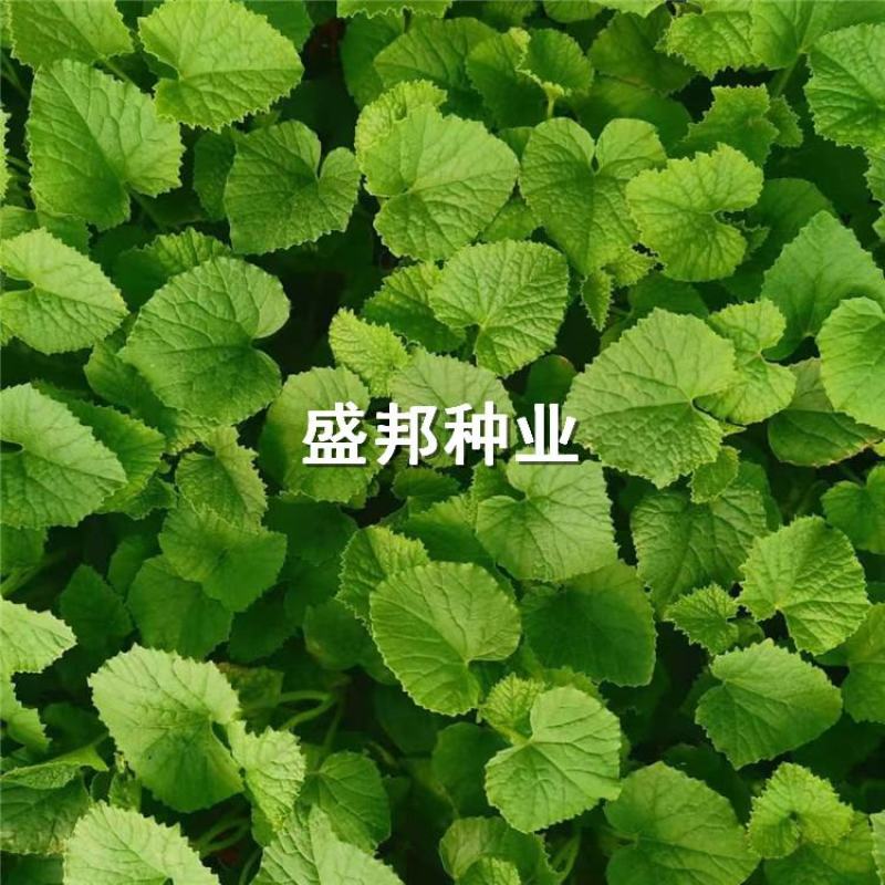 绿宝石甜瓜嫁接苗直根绿宝甜瓜苗