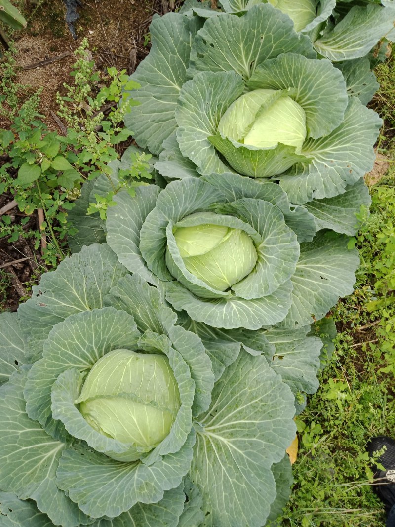 包菜，包菜，，，，，，，，，