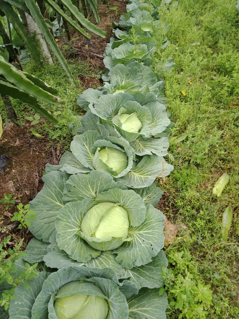 包菜，包菜，，，，，，，，，