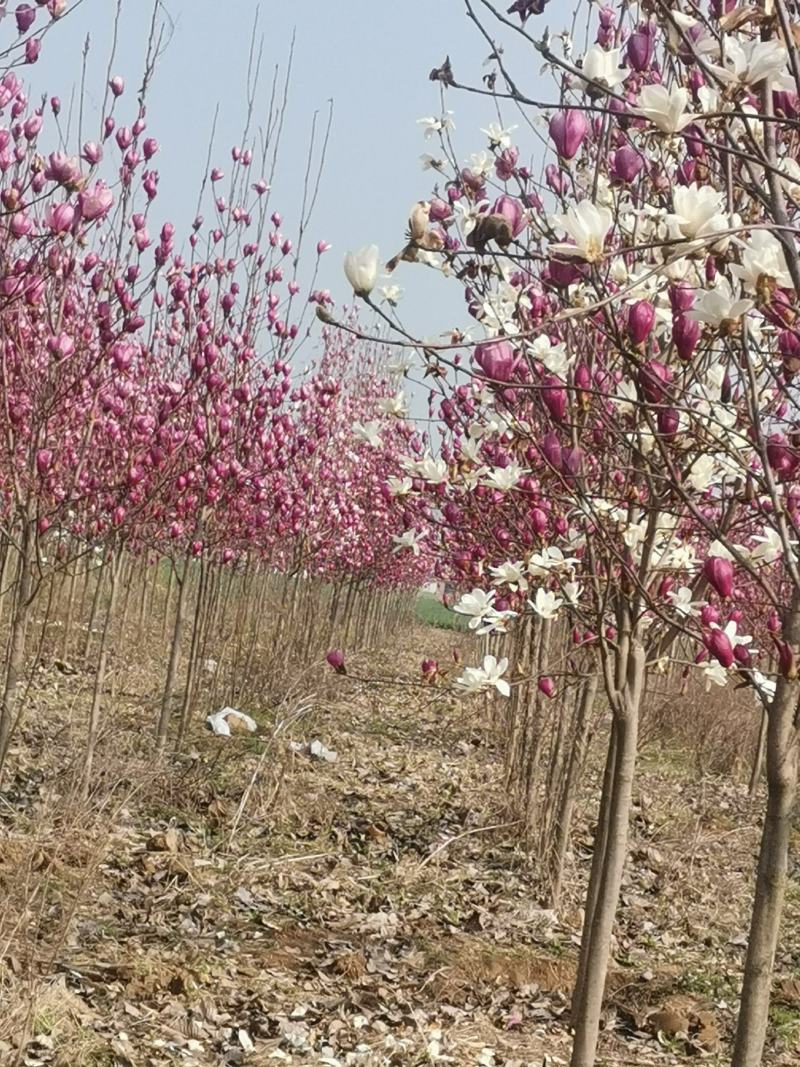 紫玉兰量大从优基地量大