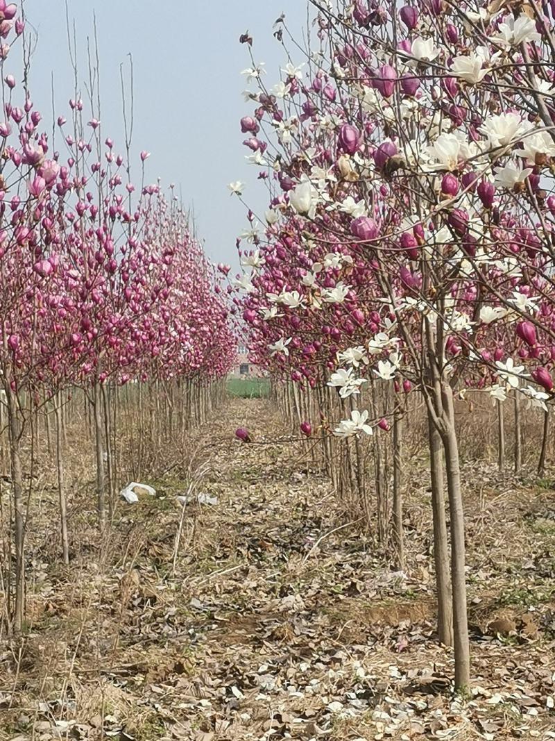 紫玉兰量大从优基地量大