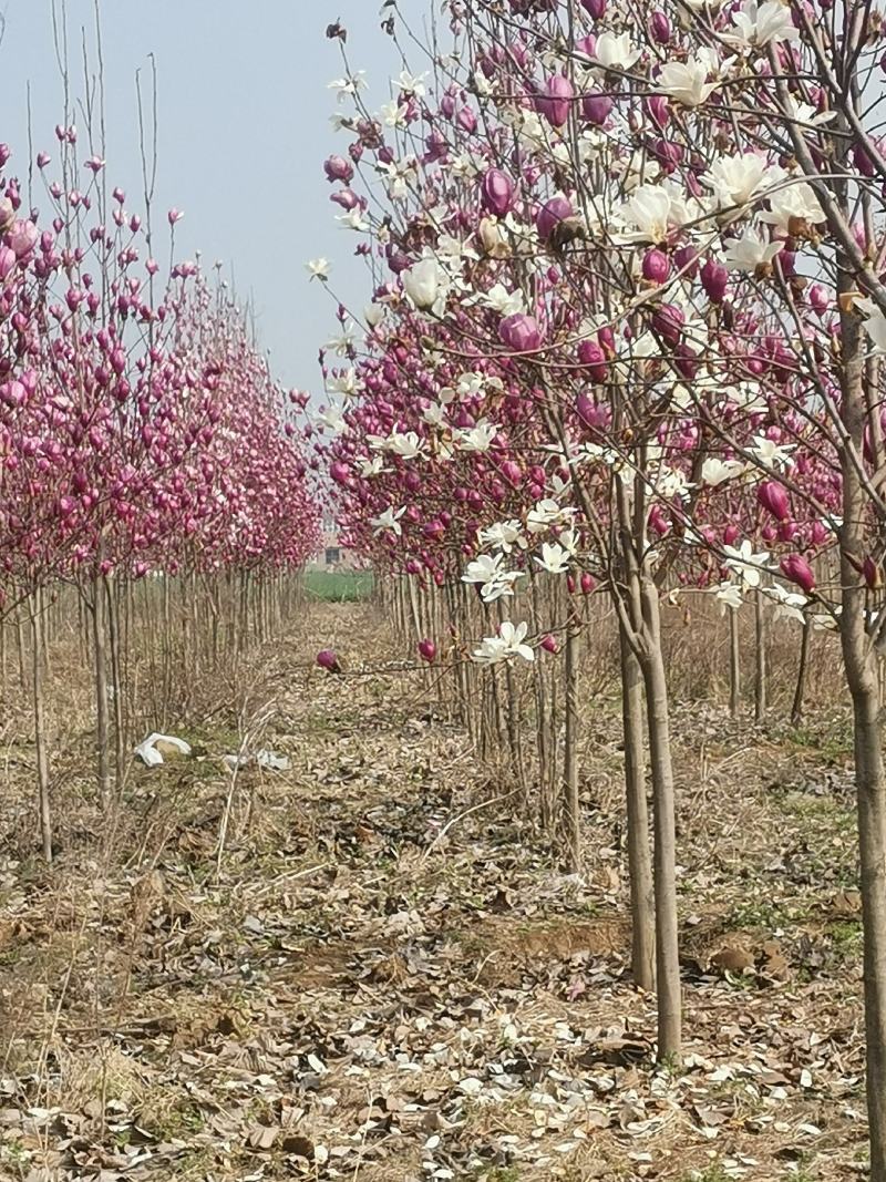 紫玉兰量大从优基地量大