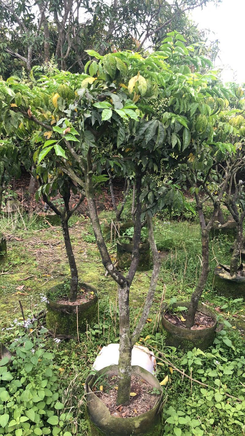 大量黄皮3-8公分出售，价格美丽，需要请联系